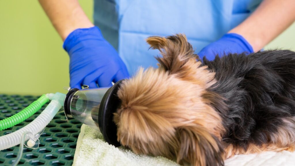 Signs of Parasitic Infestation in Pets
